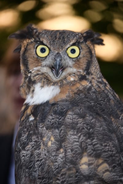 The 9th.Annual  Evelyn Alexander Wildlife Rescue Center's "Get Wild"  Summer Benefit  on August 8, 2015 at Marders in Bridgehampton. photo by Rob Rich/SocietyAllure.com